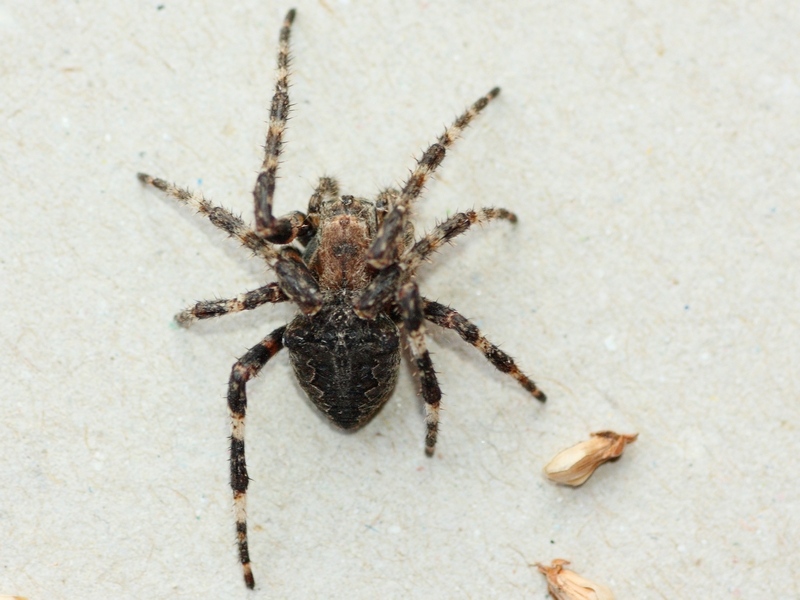 Araneus cfr. angulatus - Arluno (MI)